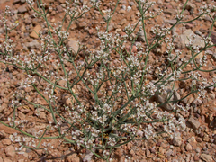 Eriogonum rotundifolium