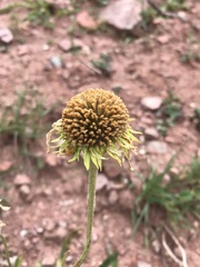 Hymenoxys brandegeei