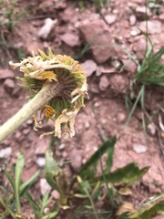Hymenoxys brandegeei