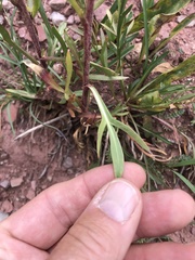 Hymenoxys brandegeei
