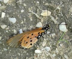 Acraea neobule neobule