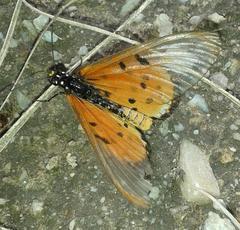 Acraea neobule neobule