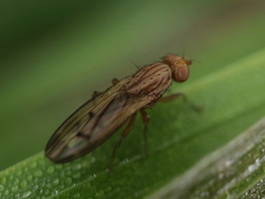 Opomyza petrei