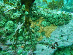 Phorbas ferrugineus