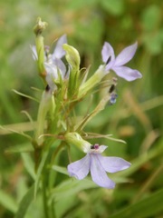 Palmerella debilis serrata