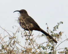 Toxostoma crissale