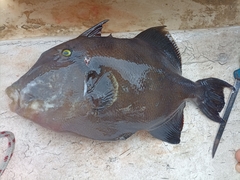 Pseudobalistes naufragium