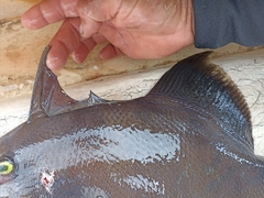 Pseudobalistes naufragium