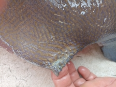 Pseudobalistes naufragium