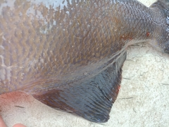 Pseudobalistes naufragium