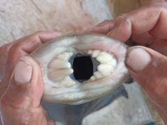 Pseudobalistes naufragium