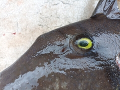 Pseudobalistes naufragium