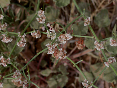 Eriogonum rotundifolium