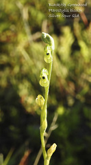 Pterostylis bicolor