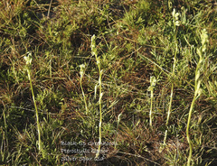 Pterostylis bicolor