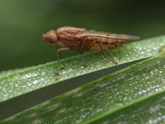 Opomyza petrei