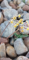 Tulbaghia dregeana