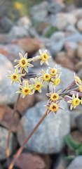 Tulbaghia dregeana
