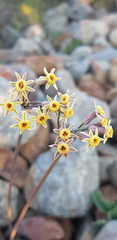 Tulbaghia dregeana