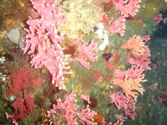 Stylaster nobilis
