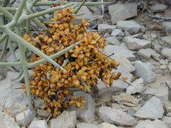 Castela stewartii