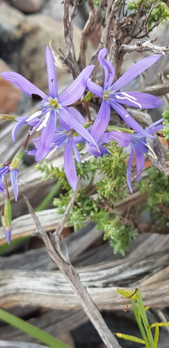 Namaqua Satin (Geissorhiza namaquensis)