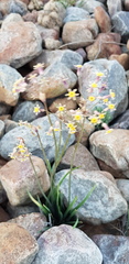 Tulbaghia dregeana
