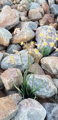 Tulbaghia dregeana