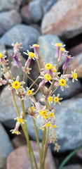 Tulbaghia dregeana