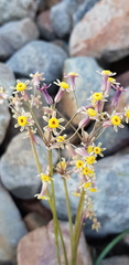 Tulbaghia dregeana