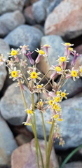 Tulbaghia dregeana