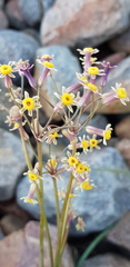 Tulbaghia dregeana