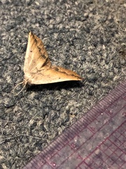 Neoterpes edwardsata