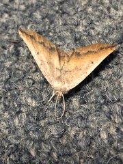 Neoterpes edwardsata