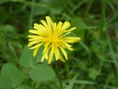 Crepis pyrenaica