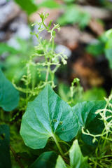 Valeriana scandens
