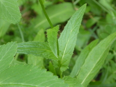 Crepis pyrenaica