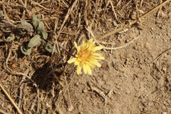 Agoseris apargioides
