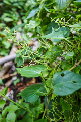 Valeriana scandens