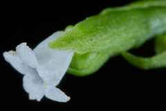 Valeriana scandens