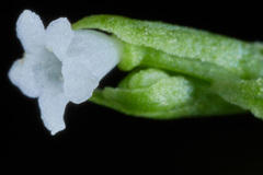 Valeriana scandens
