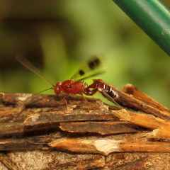 Gelis tenellus