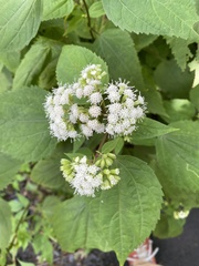 Ageratina roanensis