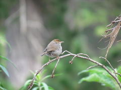 Cisticola fulvicapilla