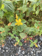 Hypericum graveolens