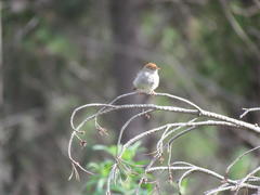 Cisticola fulvicapilla