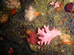 Melithaea rubra
