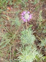 Dalea compacta