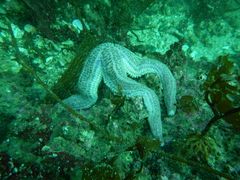 Cosmasterias lurida
