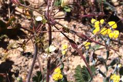 Pelargonium radulifolium